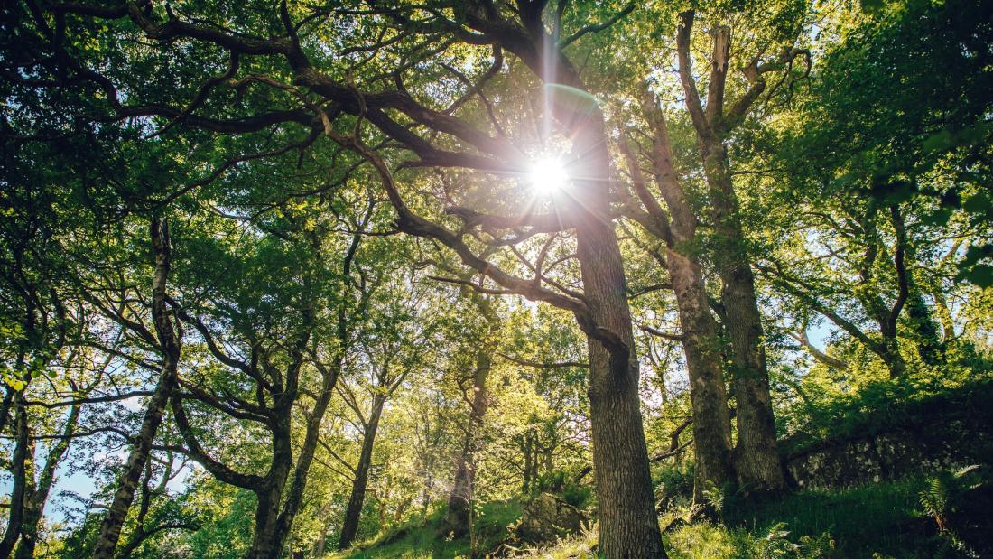 Sun breaking through oak leaves in high branches