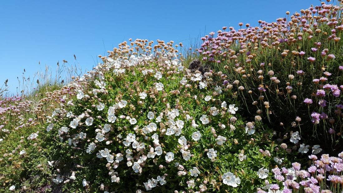 A clump of white sea campion next to a clump of Thrift or Sea Pinks against a blue sky cym