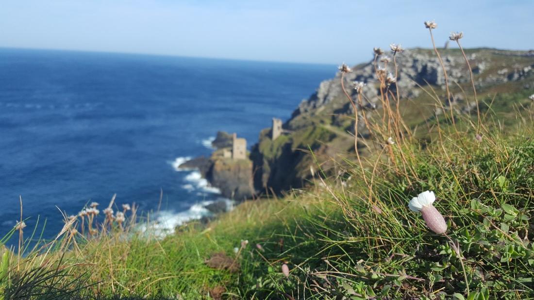 A sea campion on the coast.