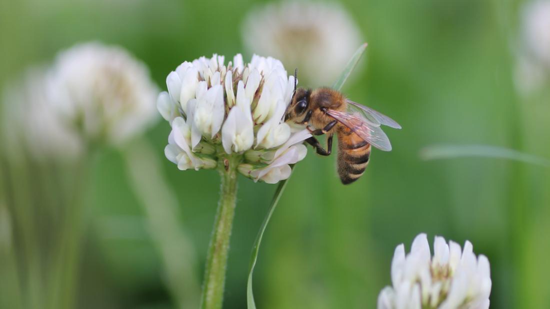 A honey bee on clover