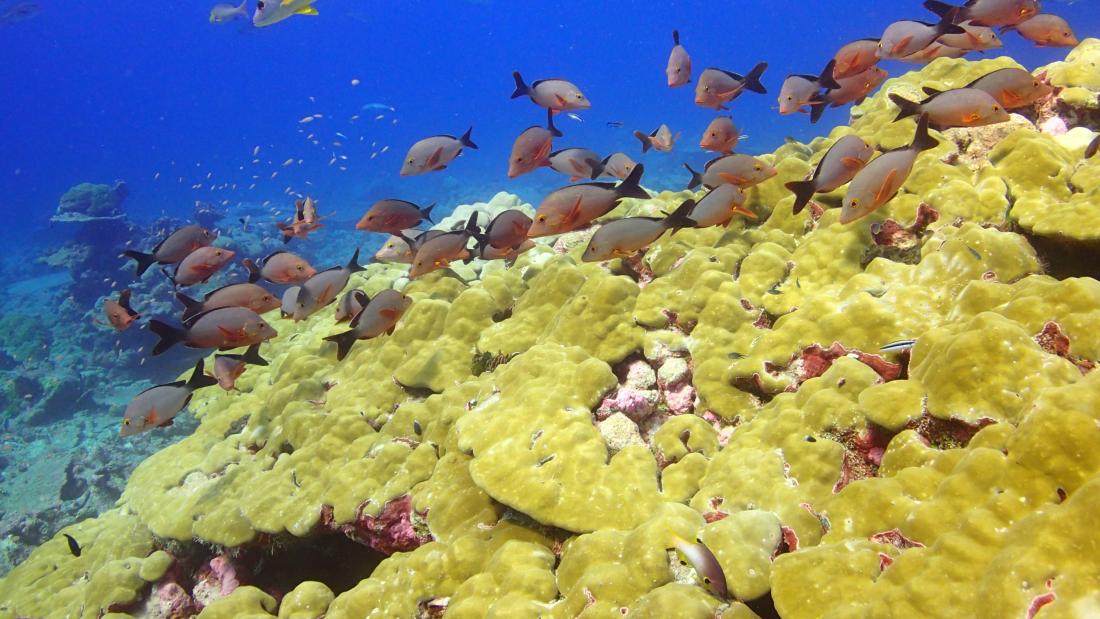 Reef structural complexity provides habitat for other species such as fish and invertebrates on healthy reefs
