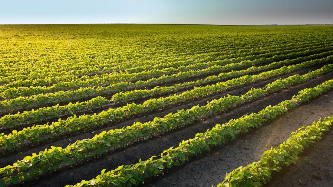 Crops