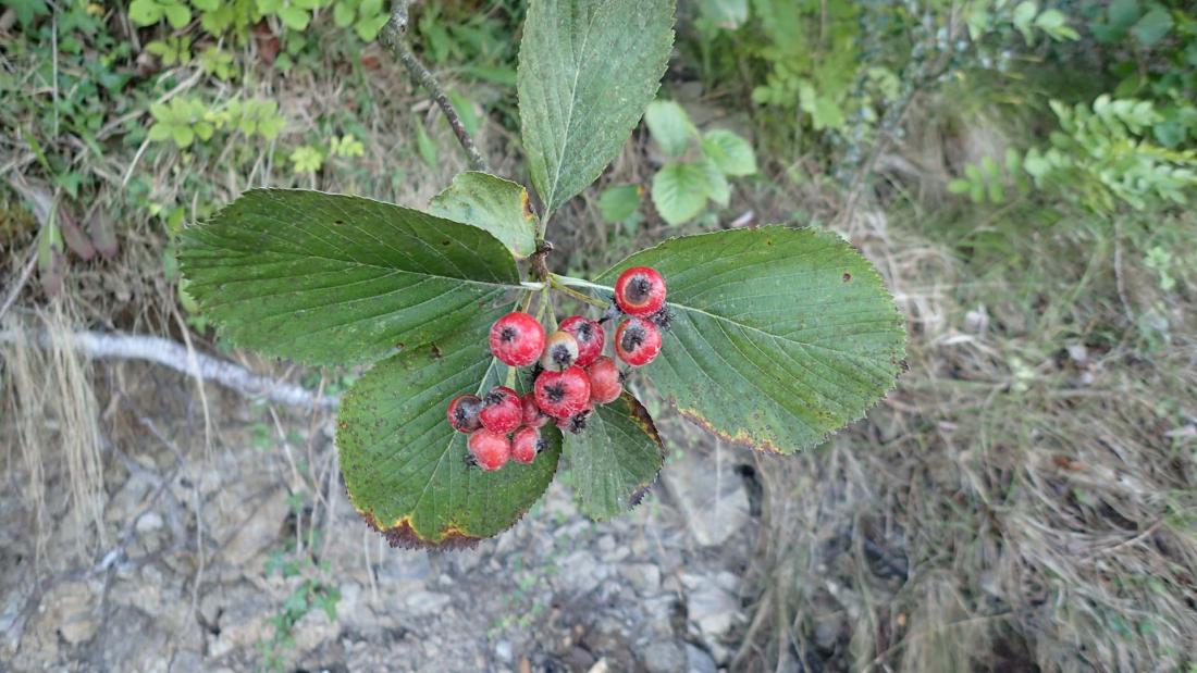 Whitebeam berries