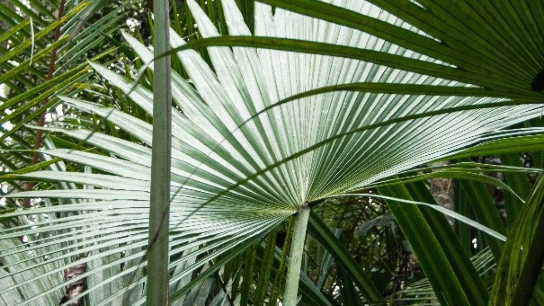 close up of palm plant