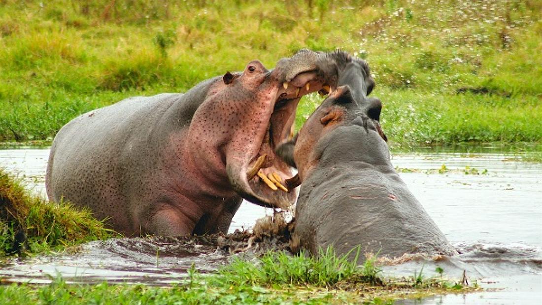 Large tusks trump body size in male hippo contests | Bangor University