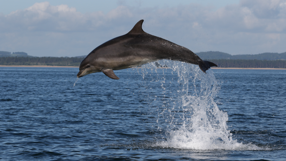 A dolphin leaps out of the sea off the Scottish coast.