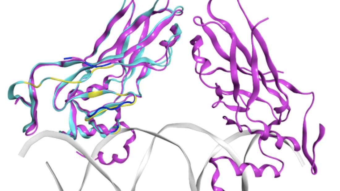 The image shows computationally derived structure of a cancer causing protein bound to DNA, the genetic material it controls