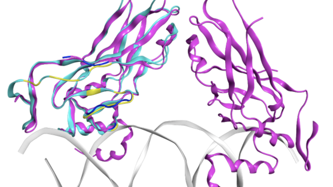 Mae'r ddelwedd yn dangos strwythur canser sy'n deillio o gyfrifiant sy'n achosi protein wedi'i rwymo i DNA, y deunydd genetig y mae'n ei reoli