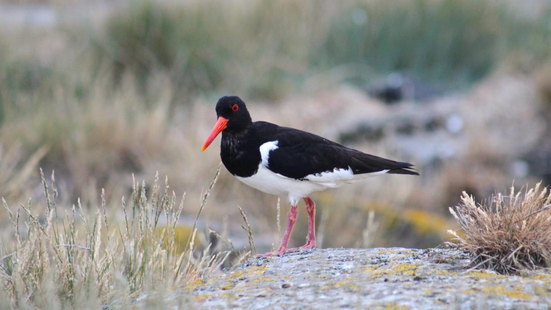 Oystercatcher