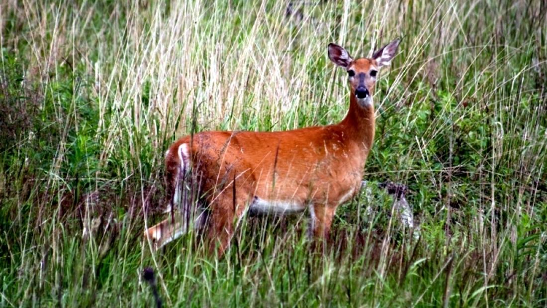 white tailed deer looks into camera