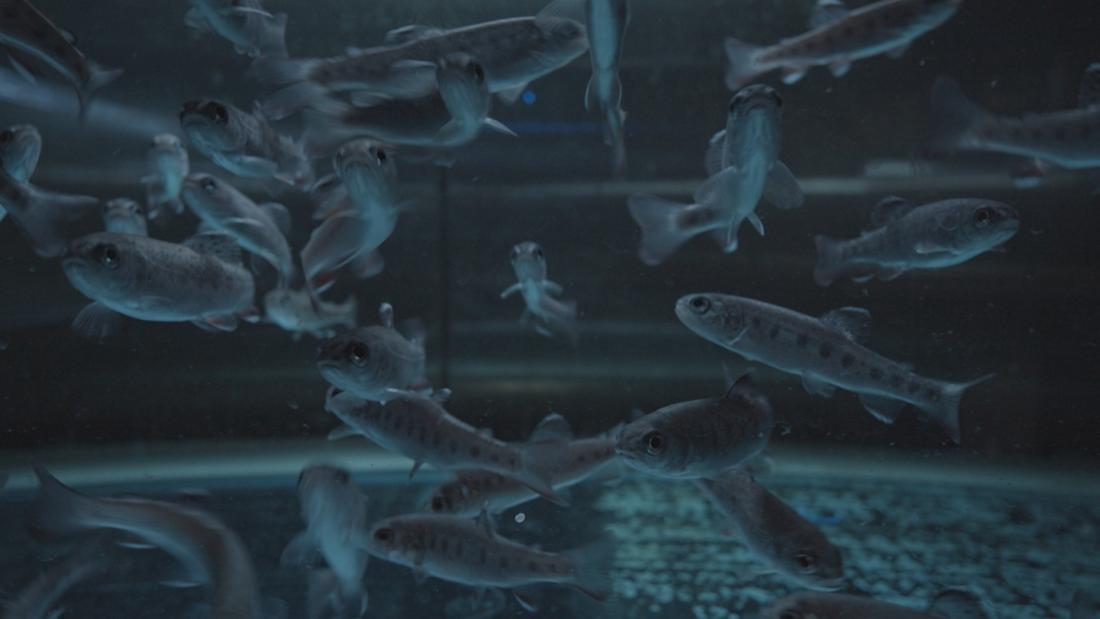 A dark image of trout in a tank