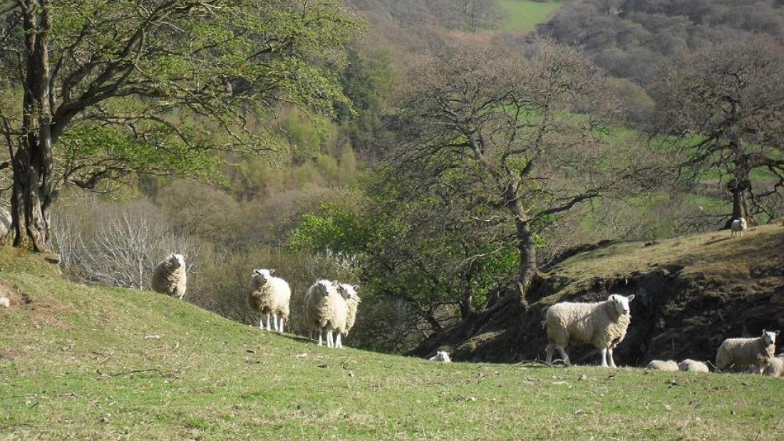 sheep in a a natural  landscape of pasture and trees