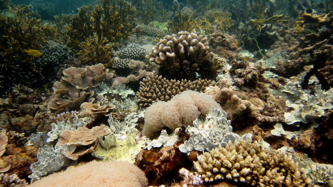 A vibrant, healthy coral reef. 