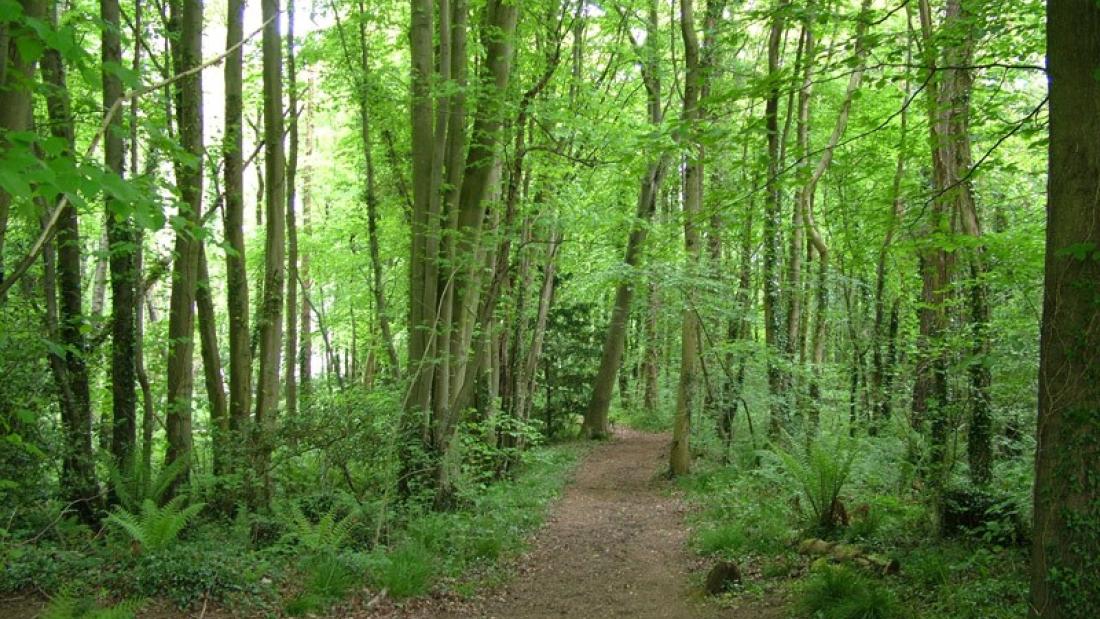 A path leads away in front through thin-trunked trees