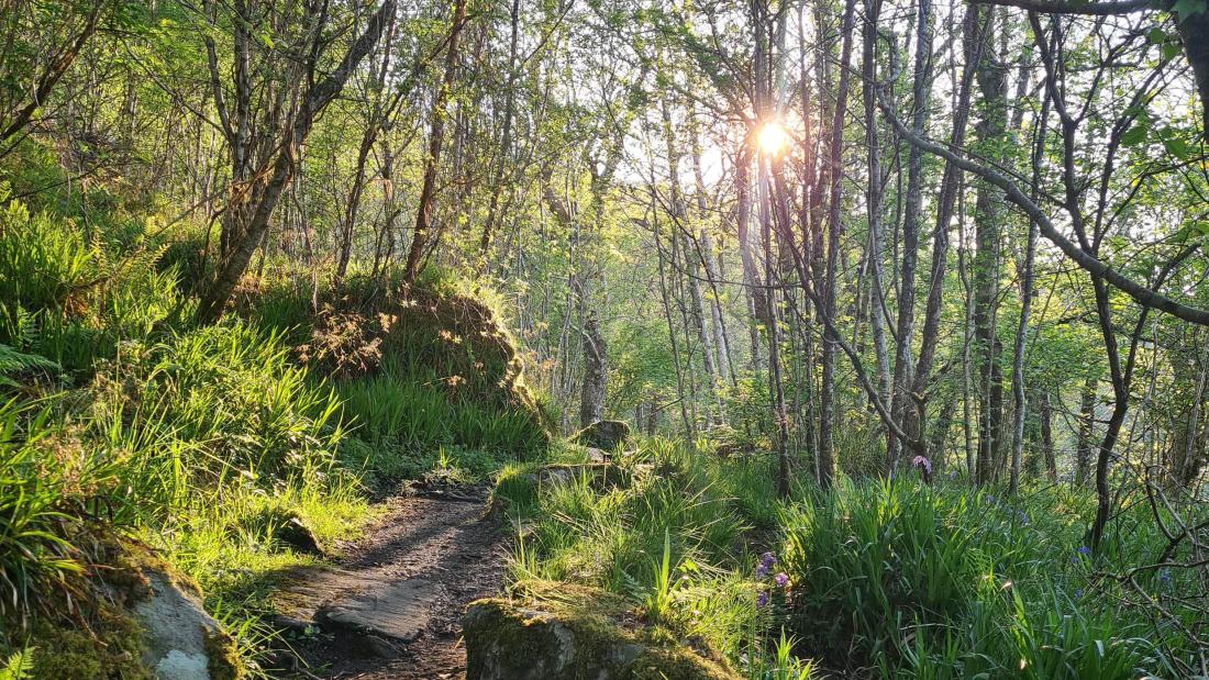 Sun shines through trees in a woodland