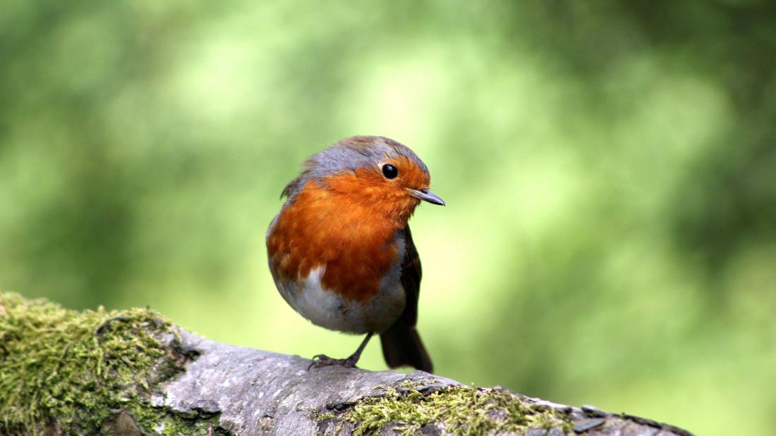 A European Robin stands one legged on a branch