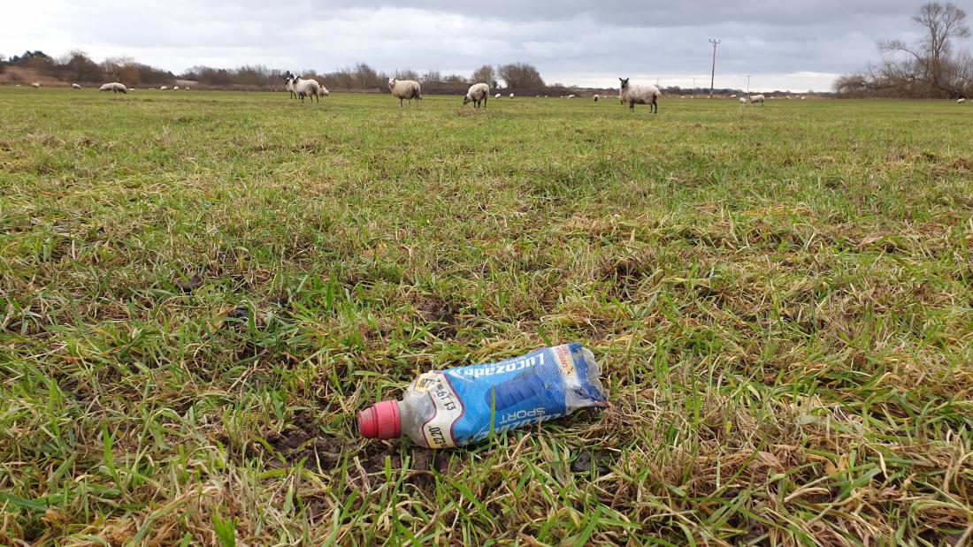 A plastic bottle lies discarded in the foreground, while sheep graze in the field