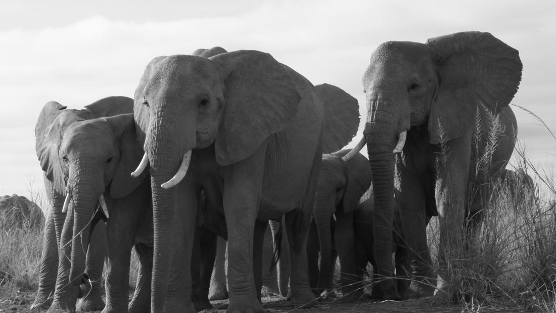 A group of elephants standing close together, seen from the front at close range.
