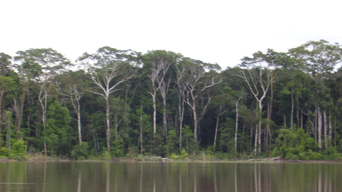 Amazonian forest seen from a river