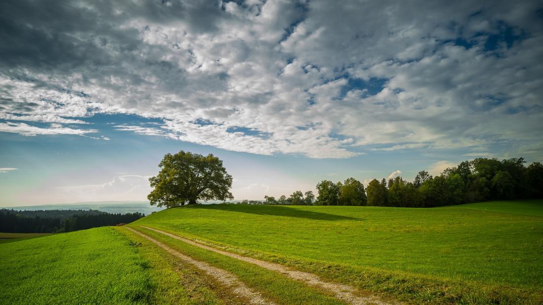 Image of green fields trees in the background with a blue sky above