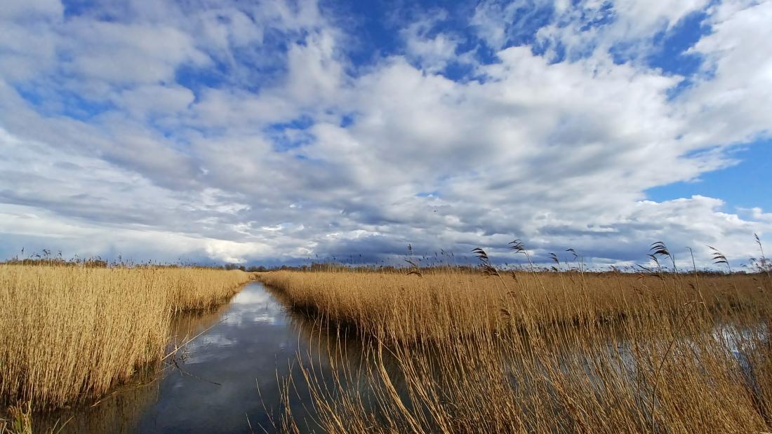 A blue sky, studded with clouds, and below a channel of water between reedbeds 