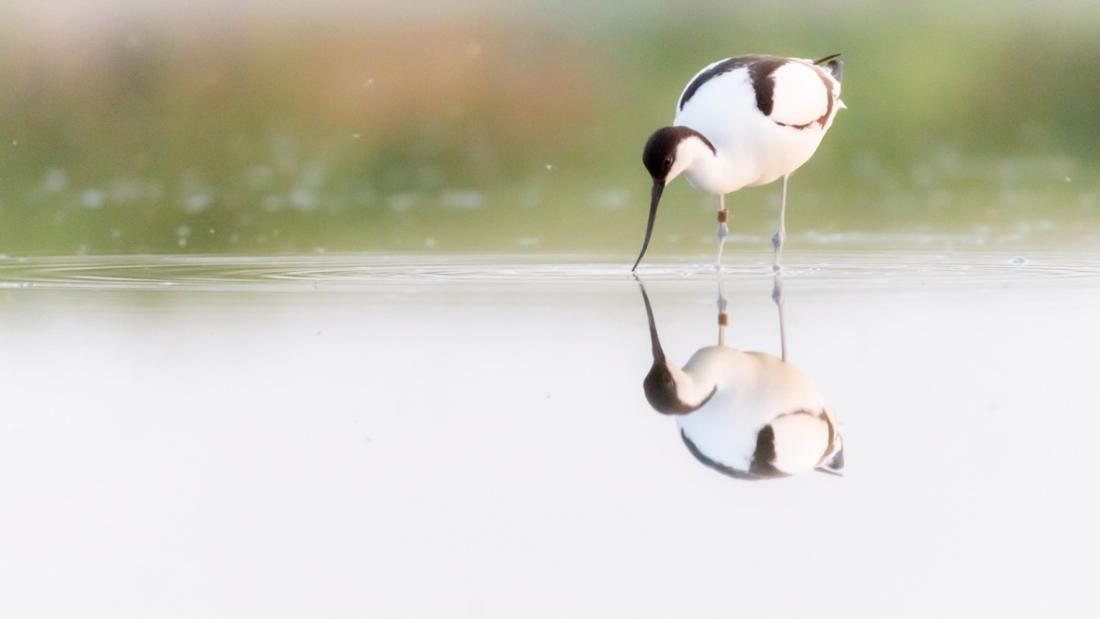 Cambig  (Recurvirostra avocetta), un o'r rhywogaethau a gynhwysir yn yr astudiaeth. © Robert Blanken