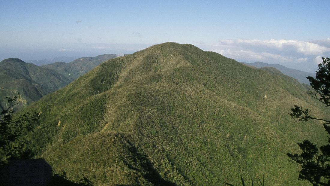 An aforested mountain in the Blue Mountains, Jamaica