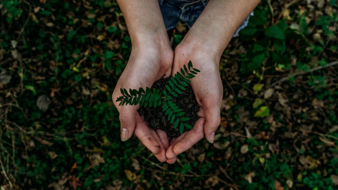 Image of hands holding a small plant