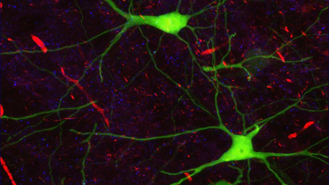 green networks of neurons