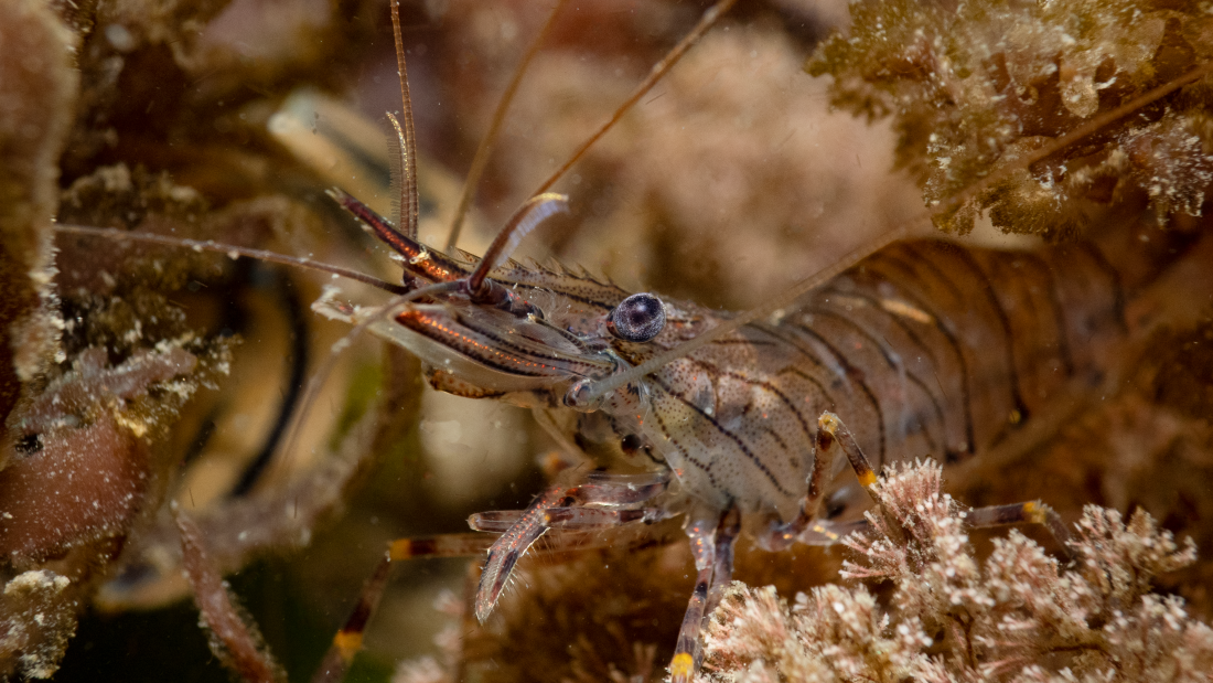 A common prawn on an oyster nursery