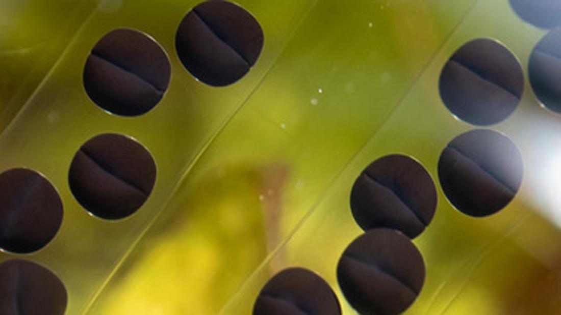 An image of tadpoles
