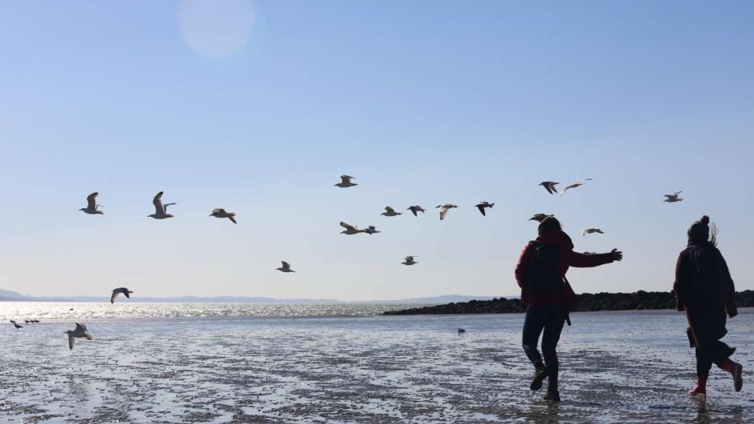 Human and Beyond: Writing With Birds