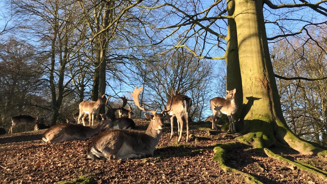  Fallow deer lying on the ground and standing between tree trunks