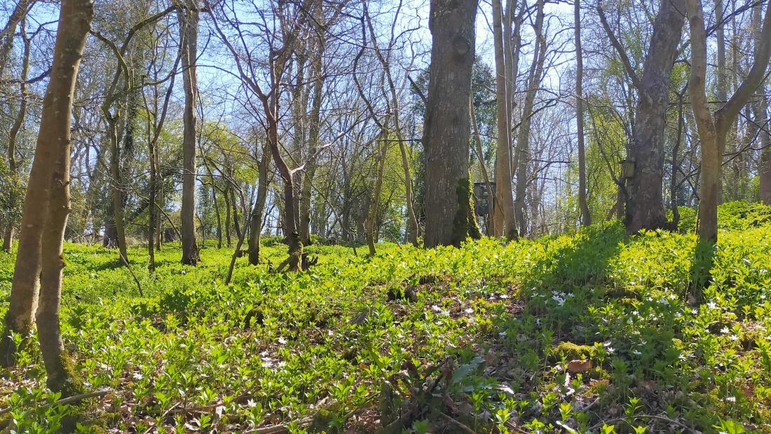  Trees and green ground