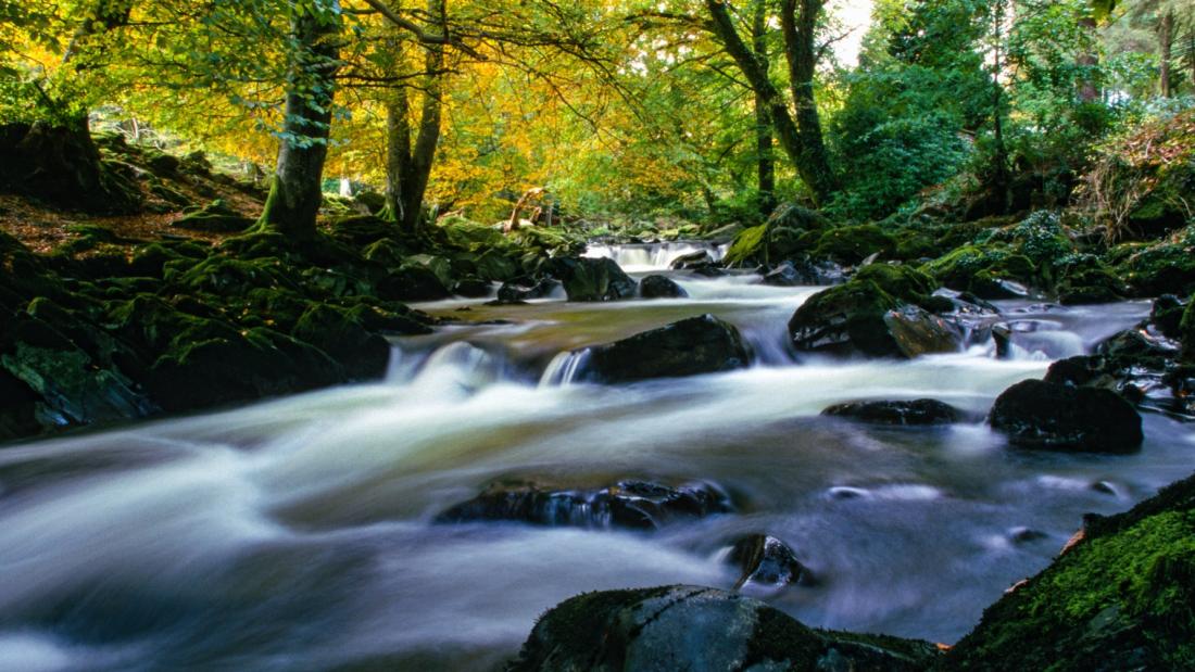 Beddgelert - river and forest