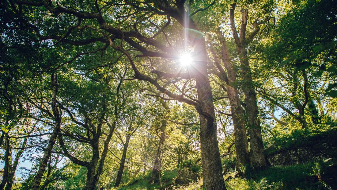 A beam of sunlight penetrates oaks standing on a hillside.