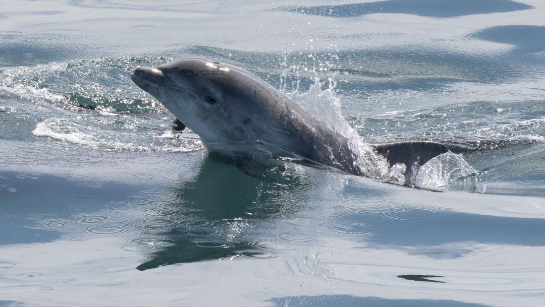 a bottlenose dolphin breaching out of the water