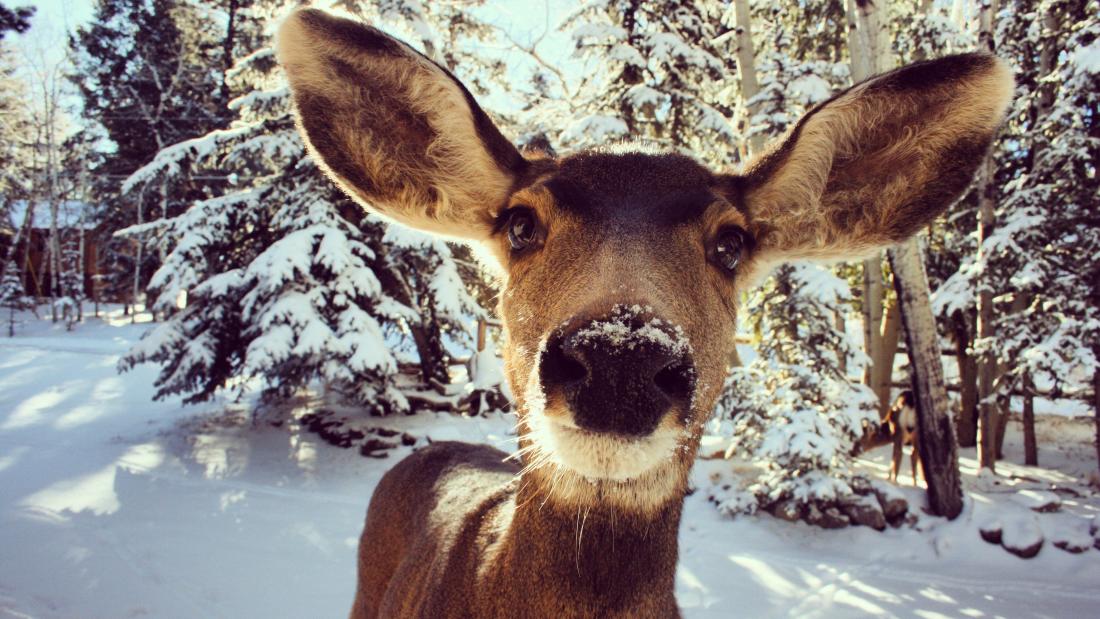 deer facing camera