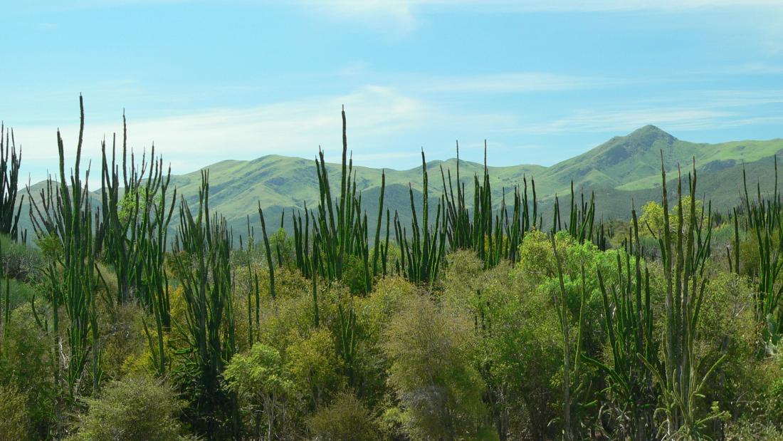 A forest of high thin plants dwarfs trees growing in between them. 