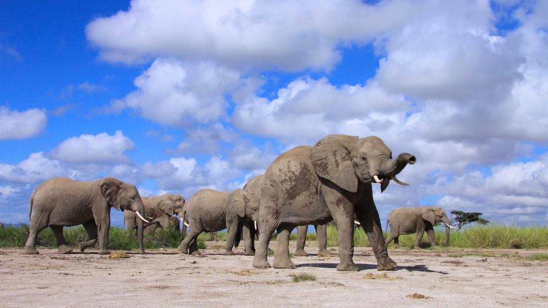 A group of elephants against a cloudy blue sky