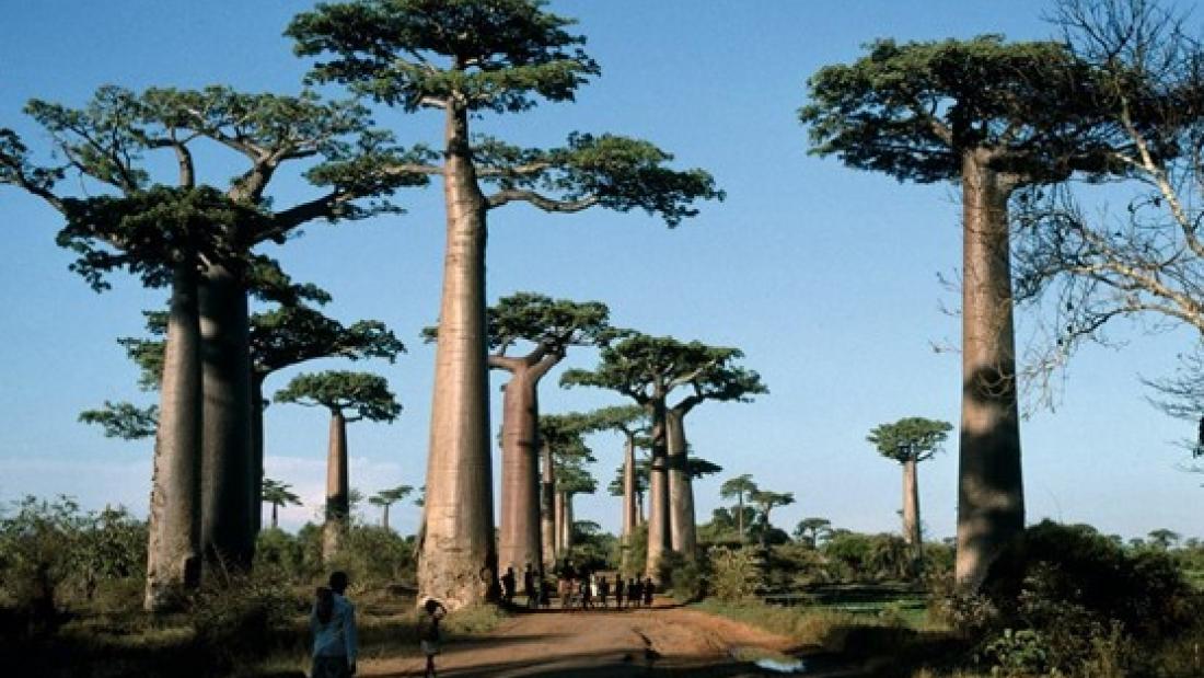 Coed Baobab gyda'u boncyffion mawr hir nodedig a'u canghennau a'u dail ar y brig.