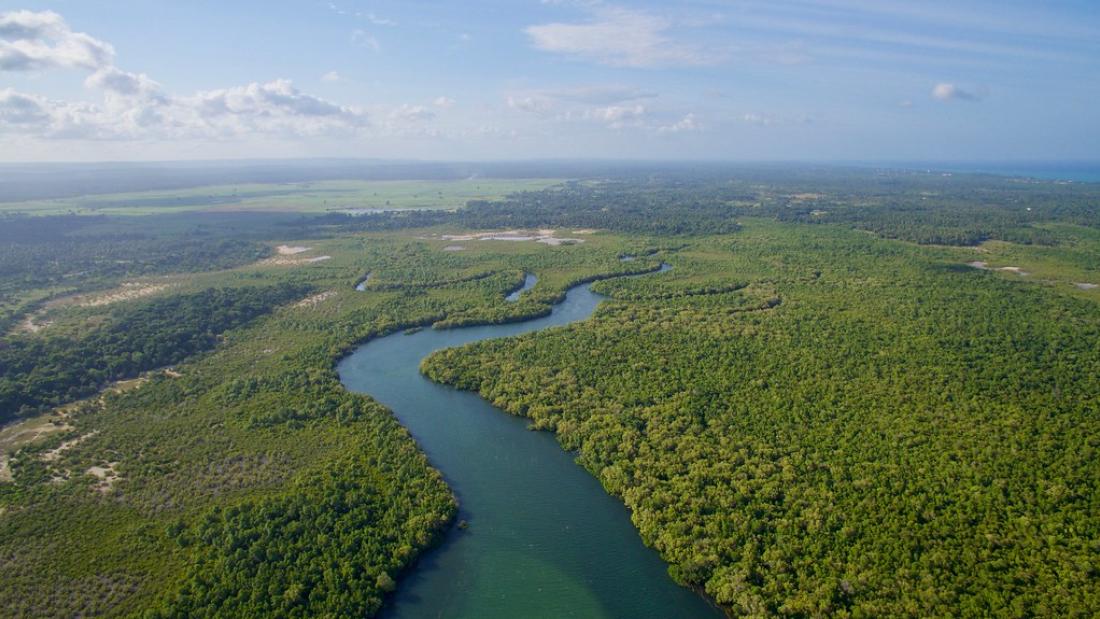 Aerial view of river bounded by mangroves.