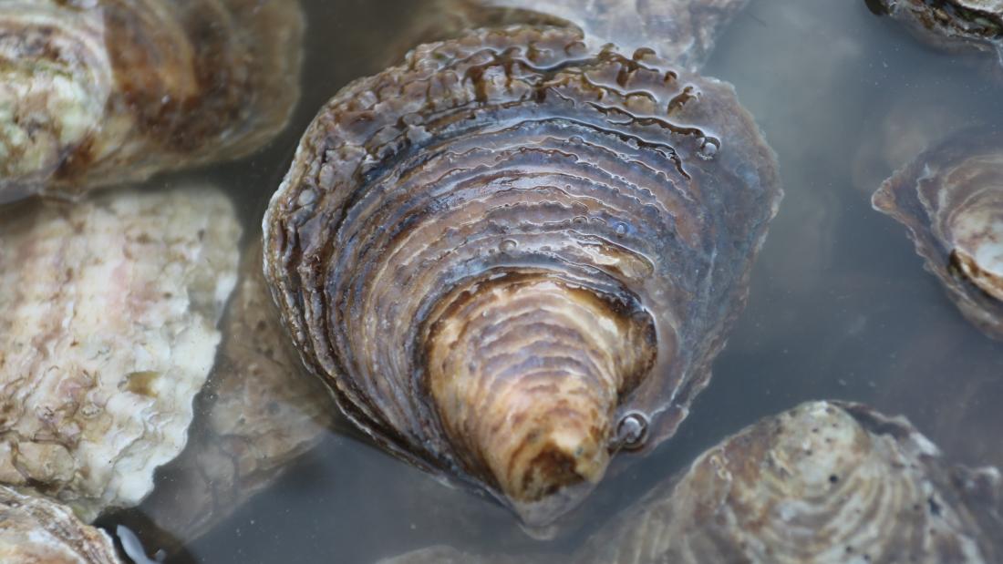 an oyster in a sea pool