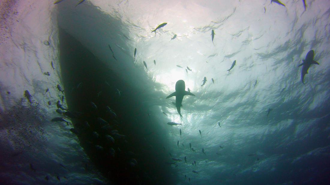 underwater shot of sharks with a large boat in view