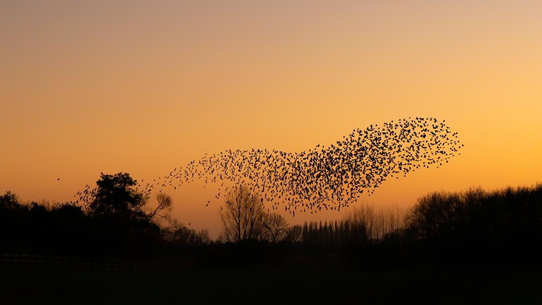 swarm of birds with trees in the foreground
