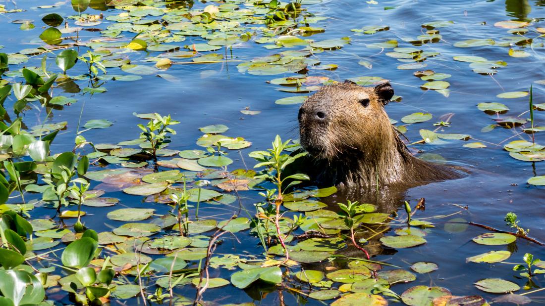 Capybara yng ngwlyptiroedd Iberá (Esteros del Iberá) yn ngogledd ddwyrain Yr Ariannin.