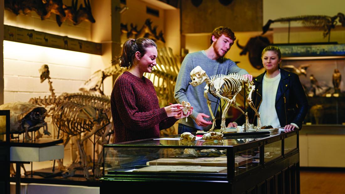 Three students looking at a skeleton of a small animal placed on top of a glass display cabinet at Bangor University's Natural History Museum, Brambell