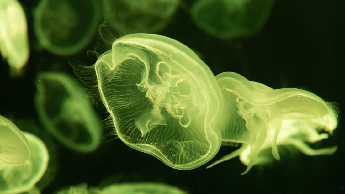 Close-Up Photo of Green Jellyfish