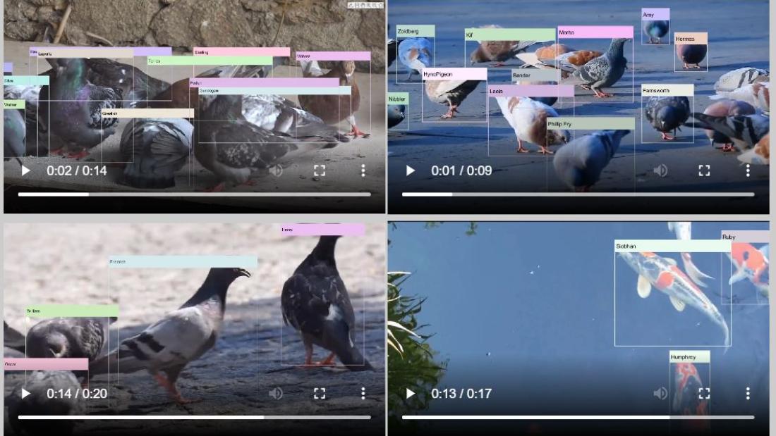 Four videos of multiple animals, with labels classifying the animals