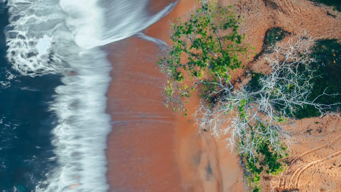 Tree on a beach with waves hitting the sand